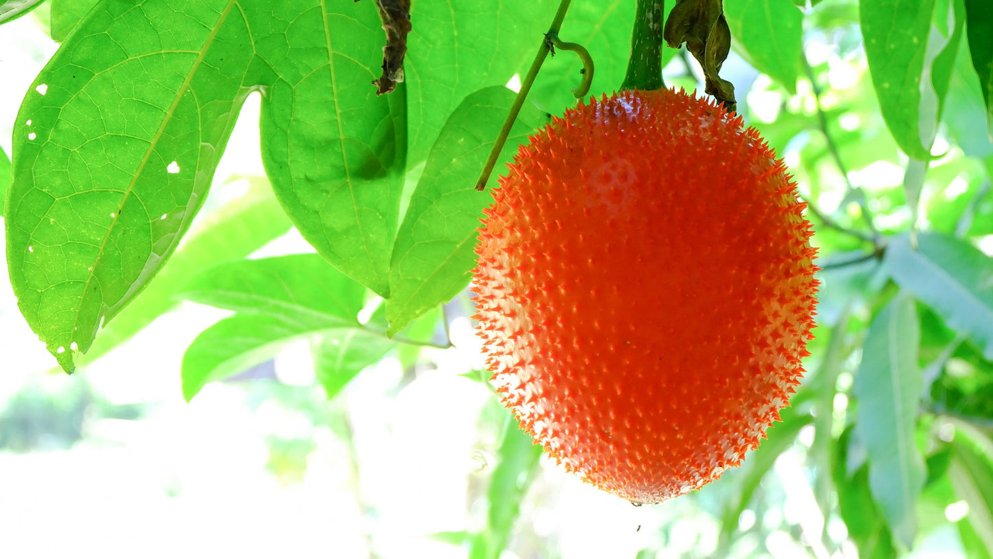 5 Gac Fruit Seeds, Momordica Cochinchinensis Seeds,