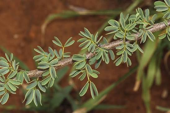 10 Acacia mellifera Seeds – Black Thorn, Honey Acacia, Drought-Tolerant Tree Seeds