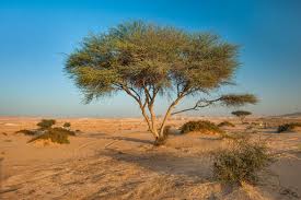 30 Umbrella Thorn Seeds, Acacia tortilis tree Seeds,