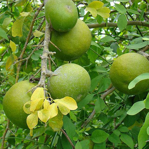 20 Aegle marmelos Seeds – Bael Fruit, Stone Apple Tree Seeds for Growing