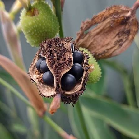 100 Ali’ipoe Seeds for ‘Uli’uli , Canna Lily Seeds , Natural Colour