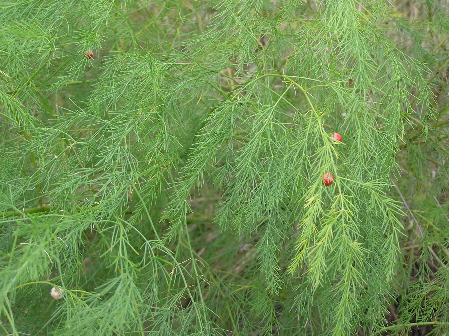20 Asparagus officinalis Seeds – Garden Asparagus Seeds