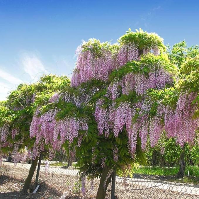 15 African Wisteria Tree, Bolusanthus speciosus