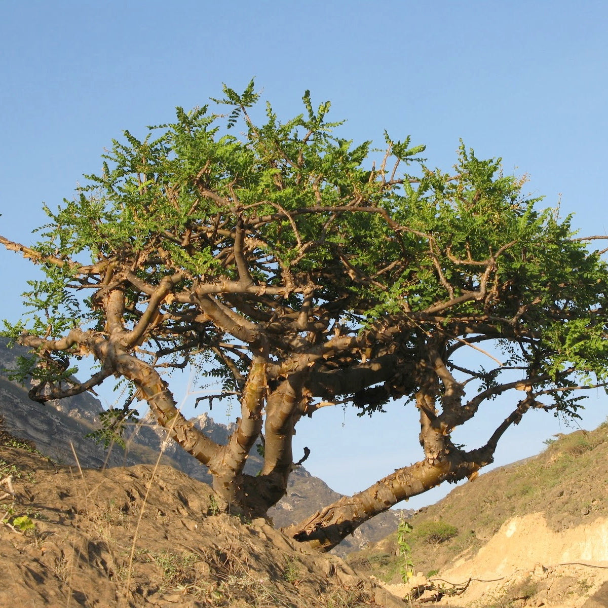 5 Olibanum Tree Seeds ,Frankincense Seeds, Boswellia Sacra Seeds
