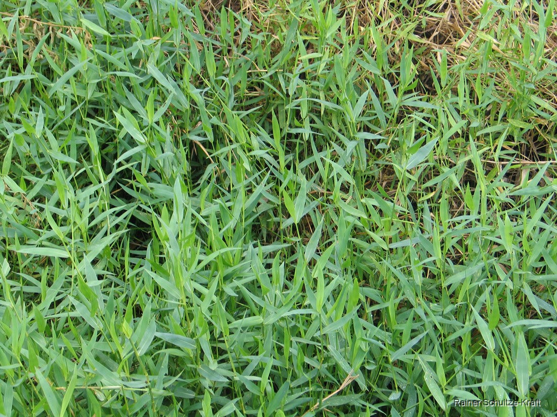 300 Brachiaria mutica Seeds, Para grass Seeds, Buffalo grass