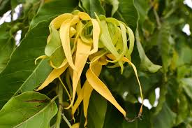 30 Ylang Ylang Tree Seed, Cananga odorata Plant Seeds