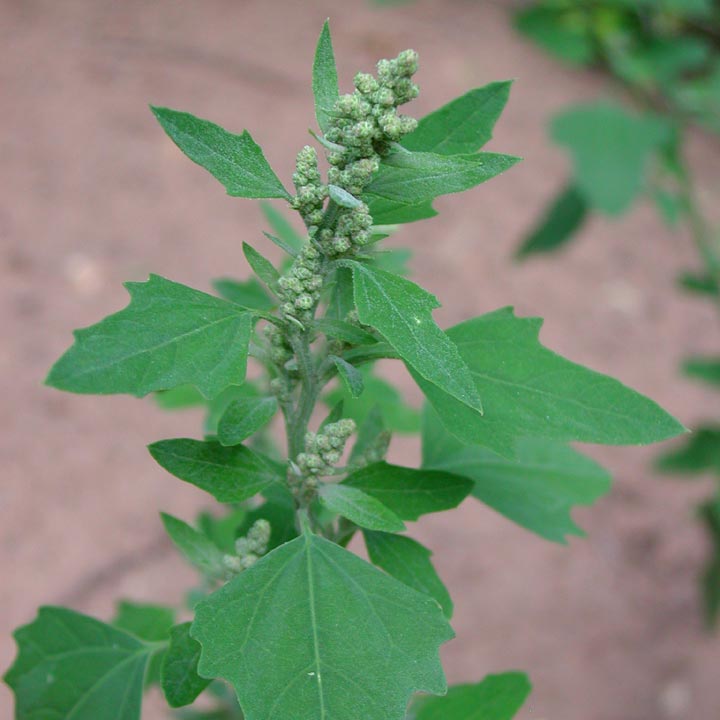 1000 Chenopodium album Seeds, Lamb’s Quarters Plant Seeds