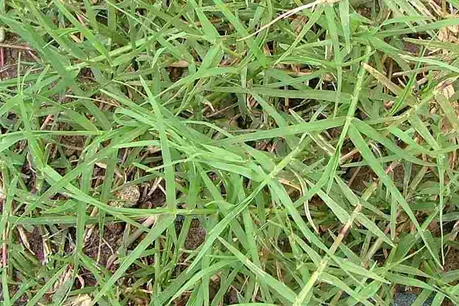 300 Bermuda grass Seeds , Cynodon dactylon Grass Seeds