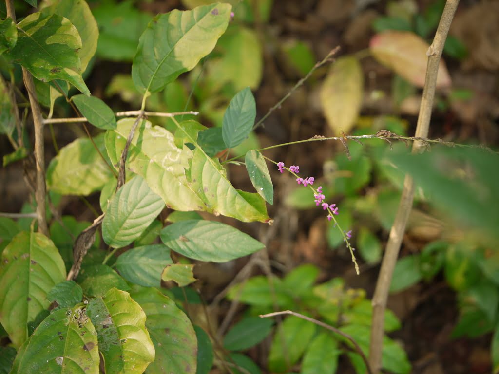 30 Desmodium Seeds, Desmodium gangeticum Seeds,