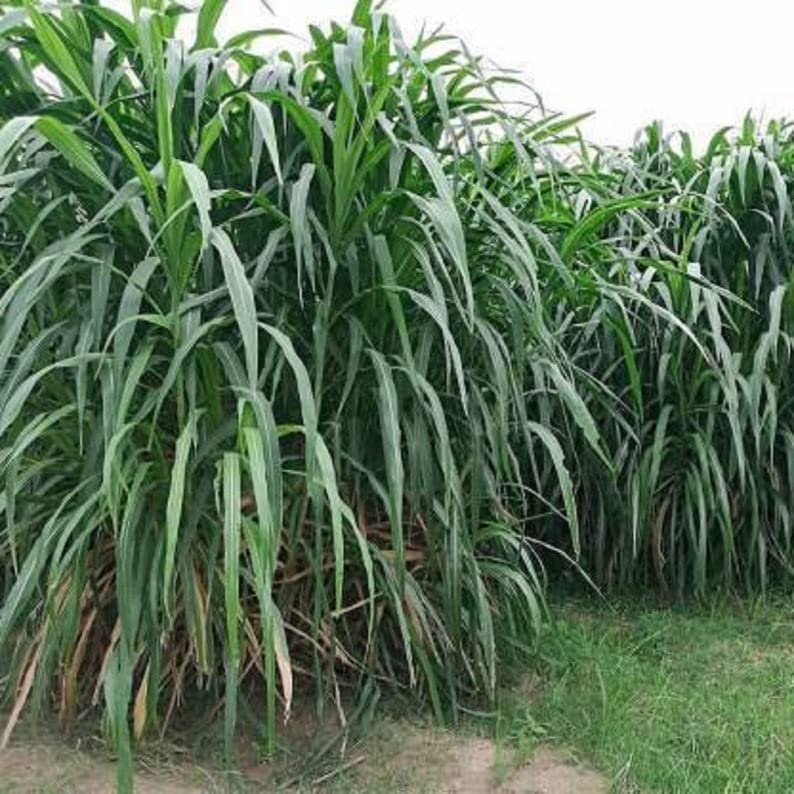 50 Napier Grass Seeds, Pennisetum Purpureum Seeds