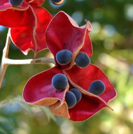 5 Majidea zanguebarica Seeds – Black Pearl Tree, Mgambo Seeds for Growing