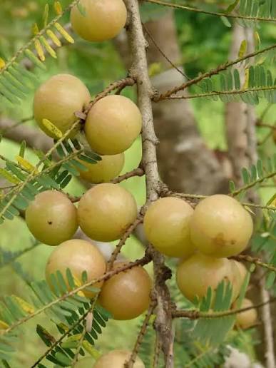 30 Phyllanthus emblica Seeds, . Indian Gooseberry Seeds.