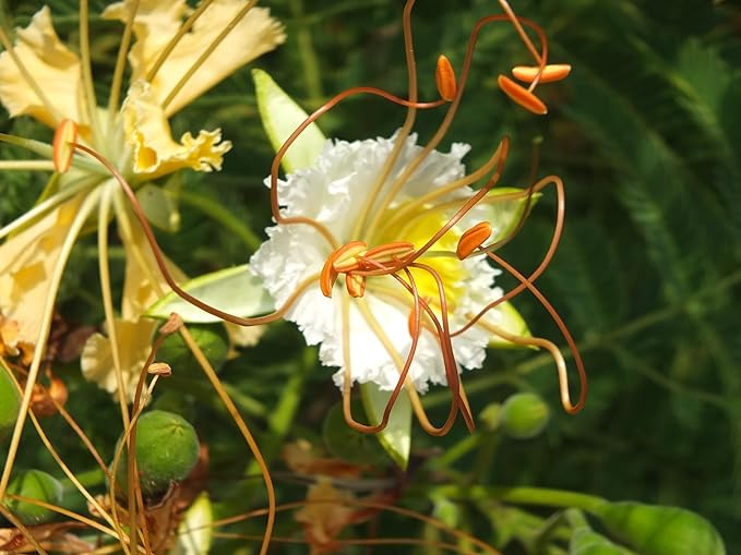 25 Delonix Elata Seeds, White Flamboyant Seeds