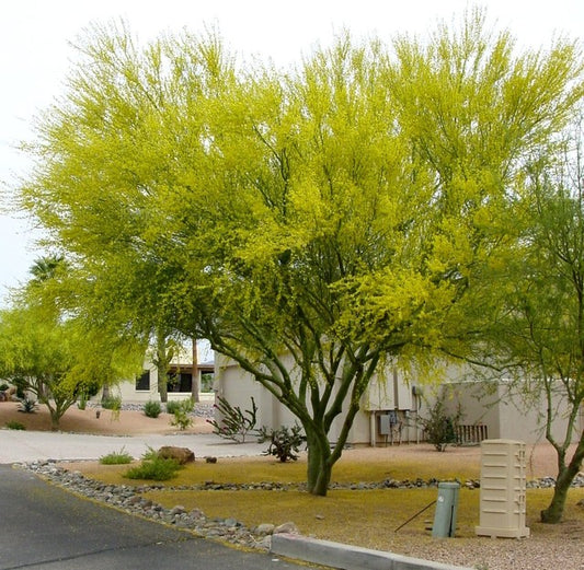 5 Blue palo verde Seeds, Parkinsonia florida Seeds,