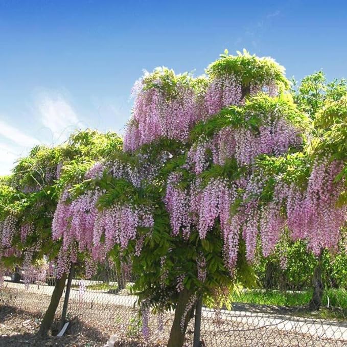 15 African Wisteria Tree, Tree Wisteria Seeds, Bolusanthus speciosus,