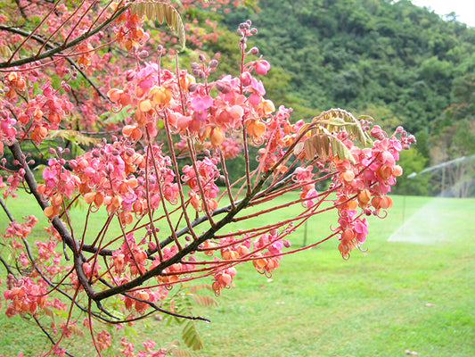 15 Cassia Grandis  Seeds, Pink Shower Plant Seeds,