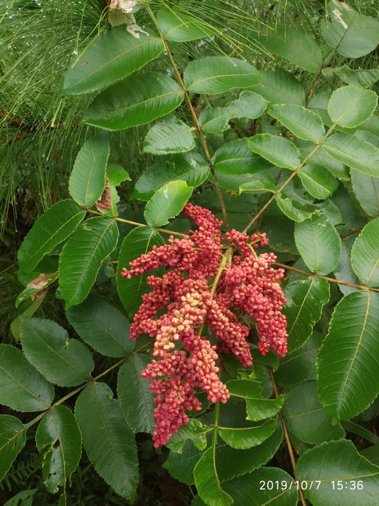 25 Rhus chinensis Seeds, Chinese sumac Plants Seeds