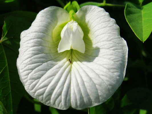 25 Clitoria ternatea White , Butterfly Pea, White Pea Vine Seeds