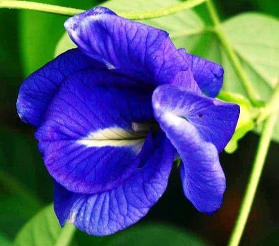 25 Clitoria ternatea Double Flower Seeds, Asian pigeonwings