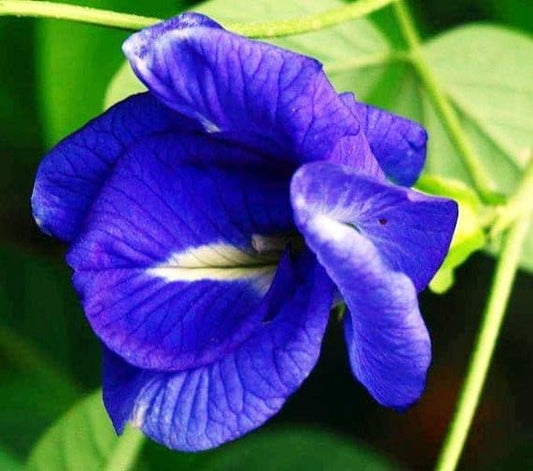 25 Clitoria ternatea Double Flower Seeds, Asian pigeonwings