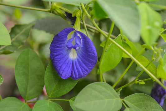 25 Blue Pea Vine Seeds ,Clitoria ternatea Seeds, Butterfly Pea,