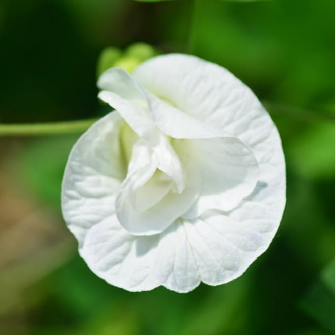 25 Double White Flower Pea Seeds, Clitoria ternatea Seeds,