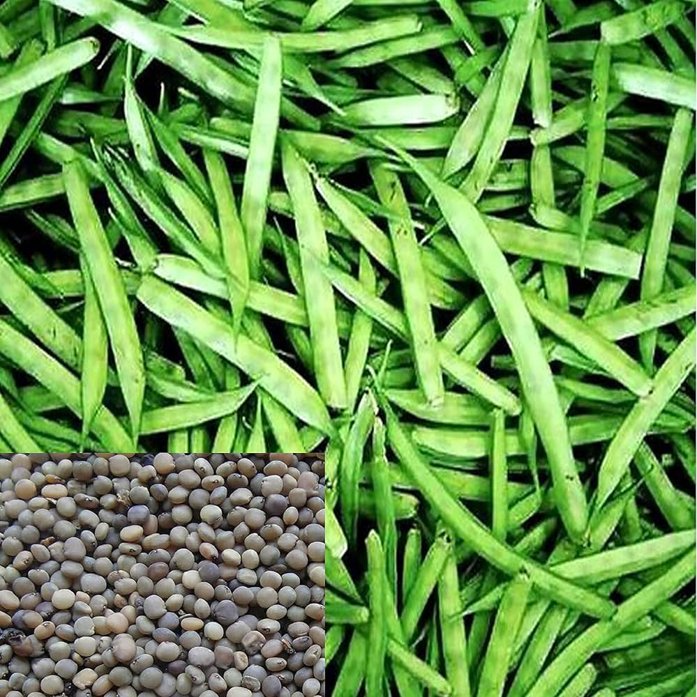 50 Cluster Bean Seeds, Cyamopsis tetragonoloba Seeds for Growing