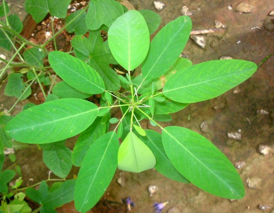 25 Codariocalyx motorius  Desmodium gyrans Seeds, Telegraph Plant Seeds,