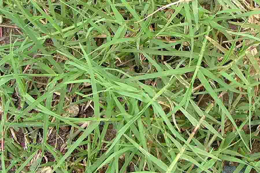 300 Bermuda grass, Cynodon dactylon Grass Seeds