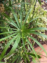 100 Cyperus alternifolius , Papyrus Grass Seeds