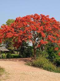 25 Red Flame Flamboyant Seeds, Delonix Regia Seeds,