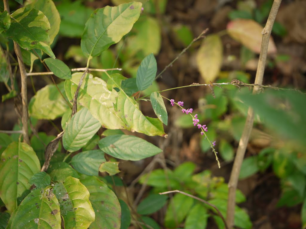 25  Desmodium Seeds, Desmodium gangeticum Seeds, Salparni Seeds