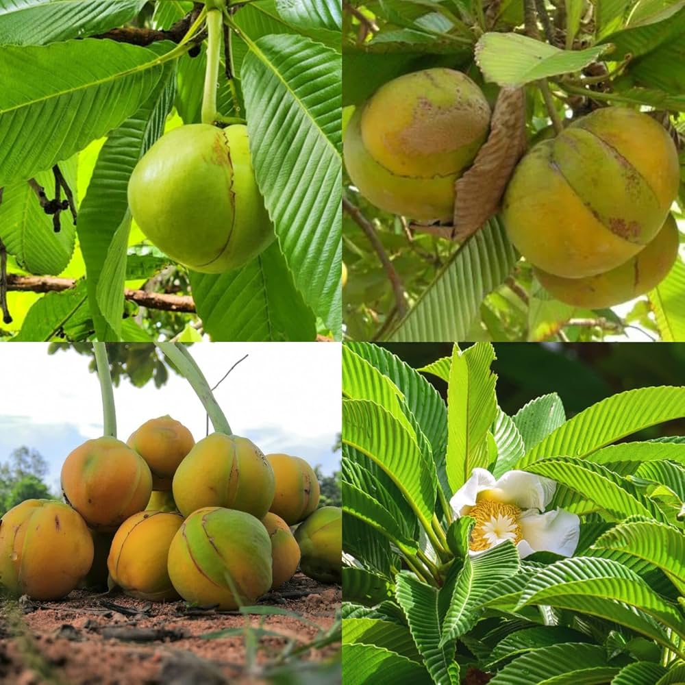 20 Dillenia indica Seeds – Elephant Apple Tree Seeds for Growing