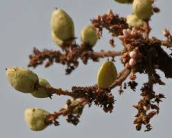 15 Frankincense Tree Seeds, Boswellia serrata Seeds