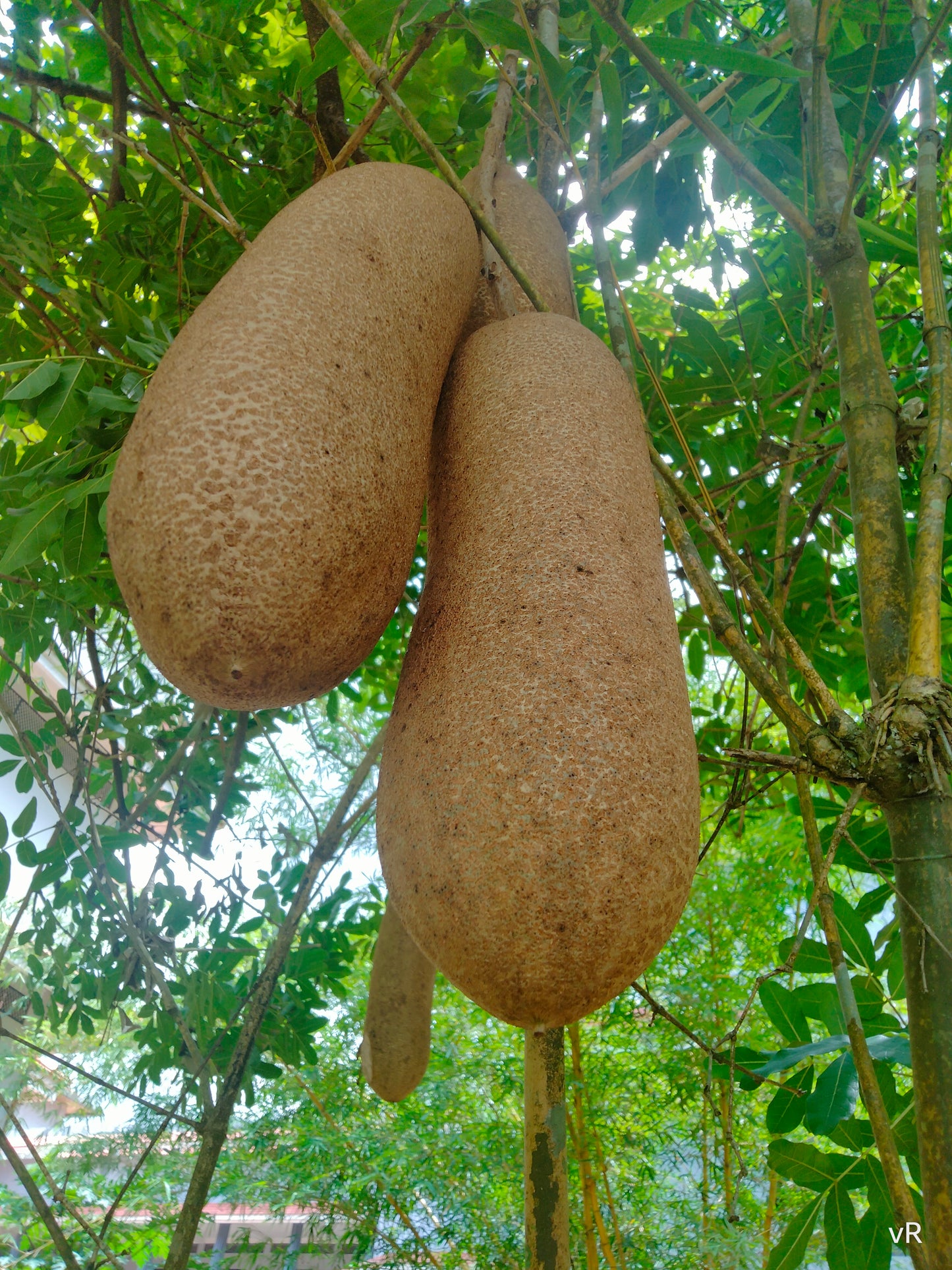 15 Kigelia africana Seeds – African Sausage Tree Seeds for Growing
