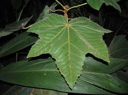 25 Ochroma pyramidale Seeds , Balsa Wood Tree Seeds.