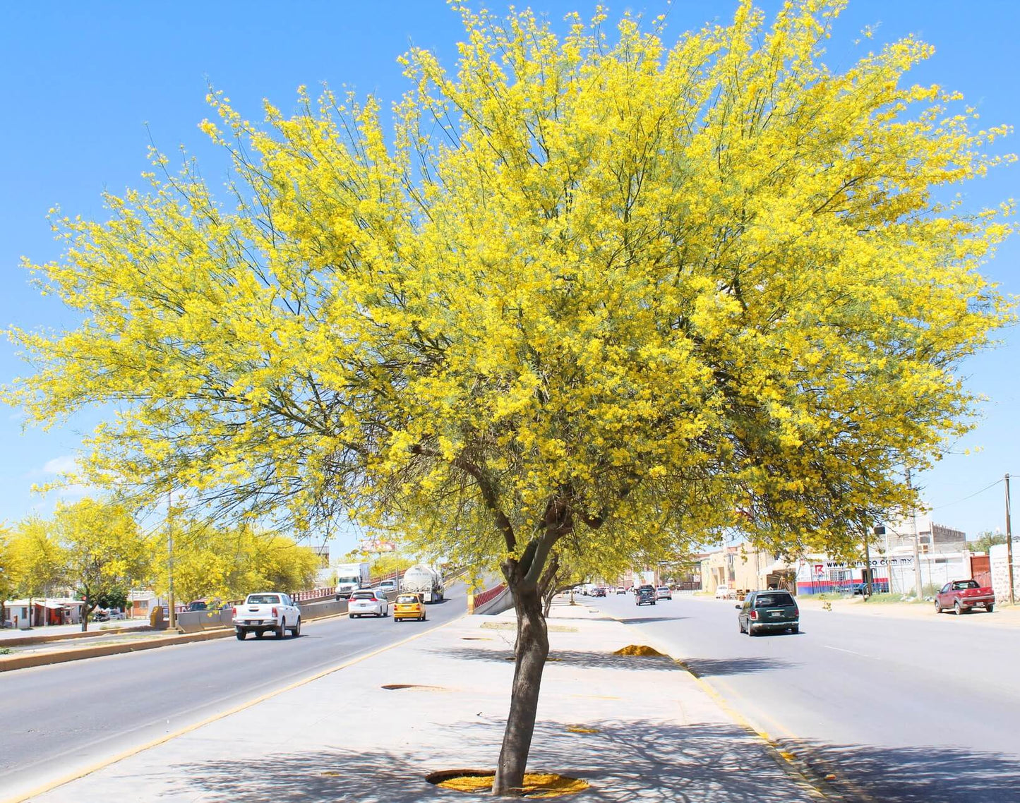 25 Jerusalem thorn Seeds, Parkinsonia aculeata Seeds,