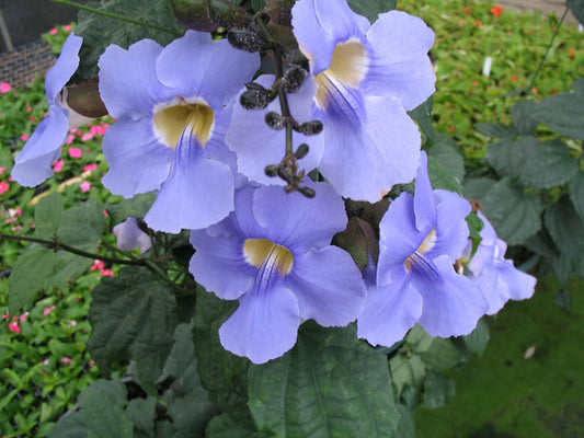 10  Bengal Clock Vine Seeds, Thunbergia grandiflora Seeds,