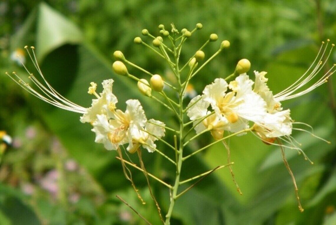 25 White Pride of Barbados Seeds ,  Caesalpinia pulcherrima Seeds