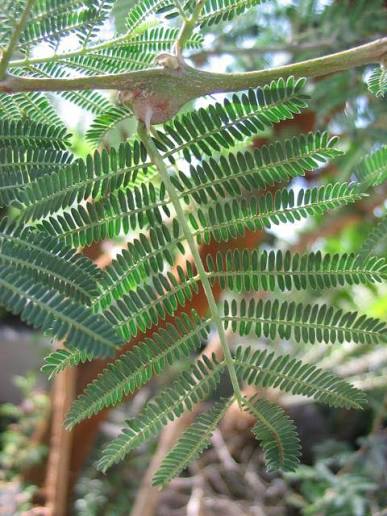 25 Acacia seyal Seeds – Red Acacia, Shittim Tree, African Tree Seeds