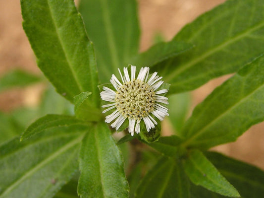 200 False daisy Seeds , Eclipta prostrata Seeds