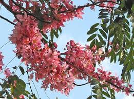 25 Coral Shower Tree, Pink Shower Tree, Cassia grandis