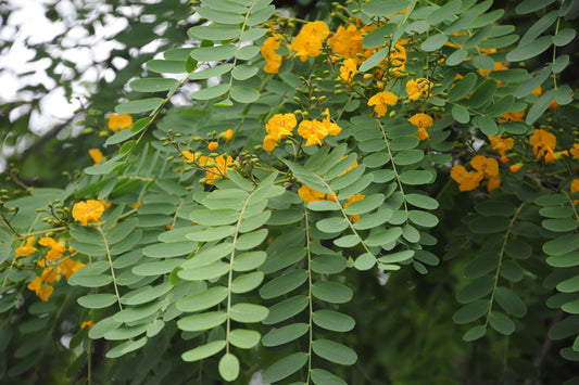 10 Yellow Jacaranda Seeds, Tipuana tipu Seeds